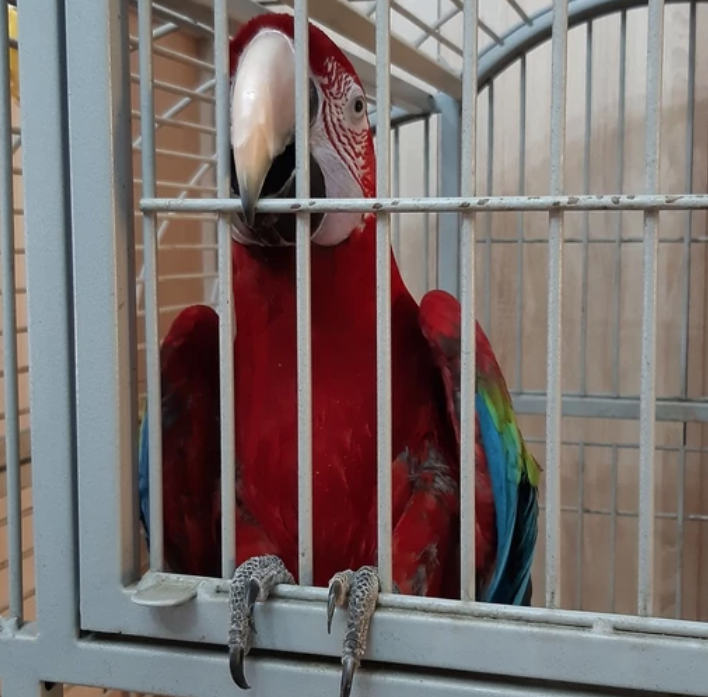 Gyönyörű madár: zöldszárnyú ara