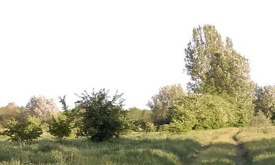 erdő