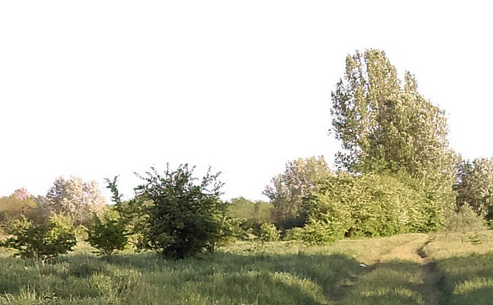 erdő