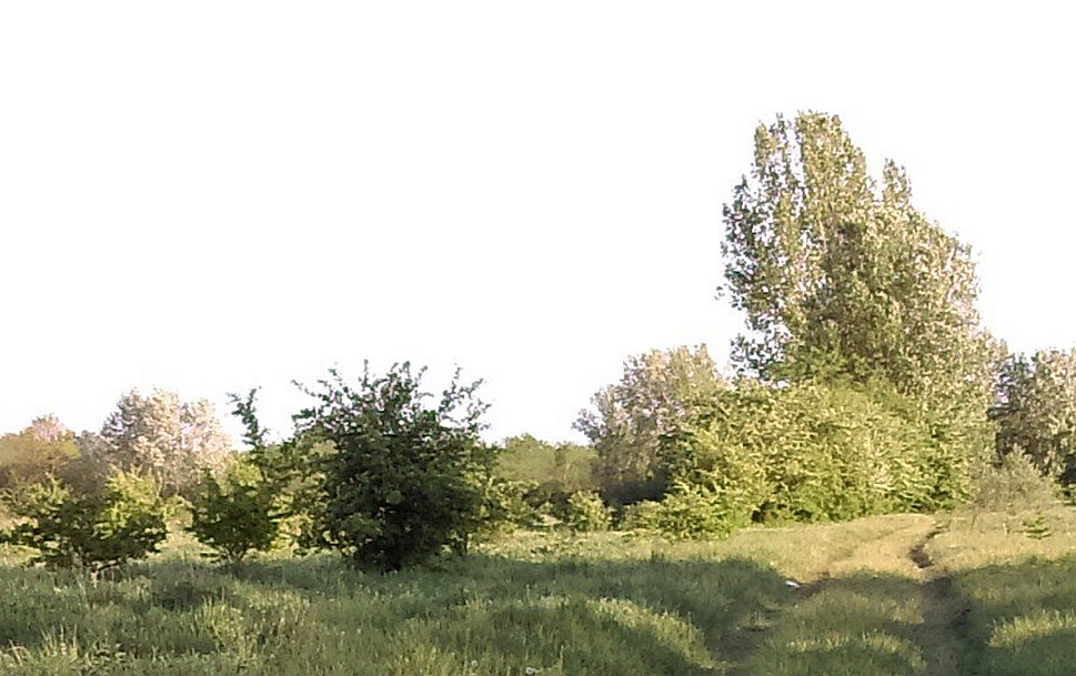 erdő