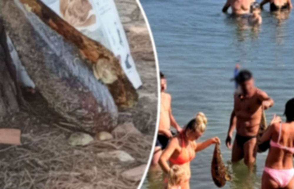 kagyló sonkakagyló nagy sonkakagyló