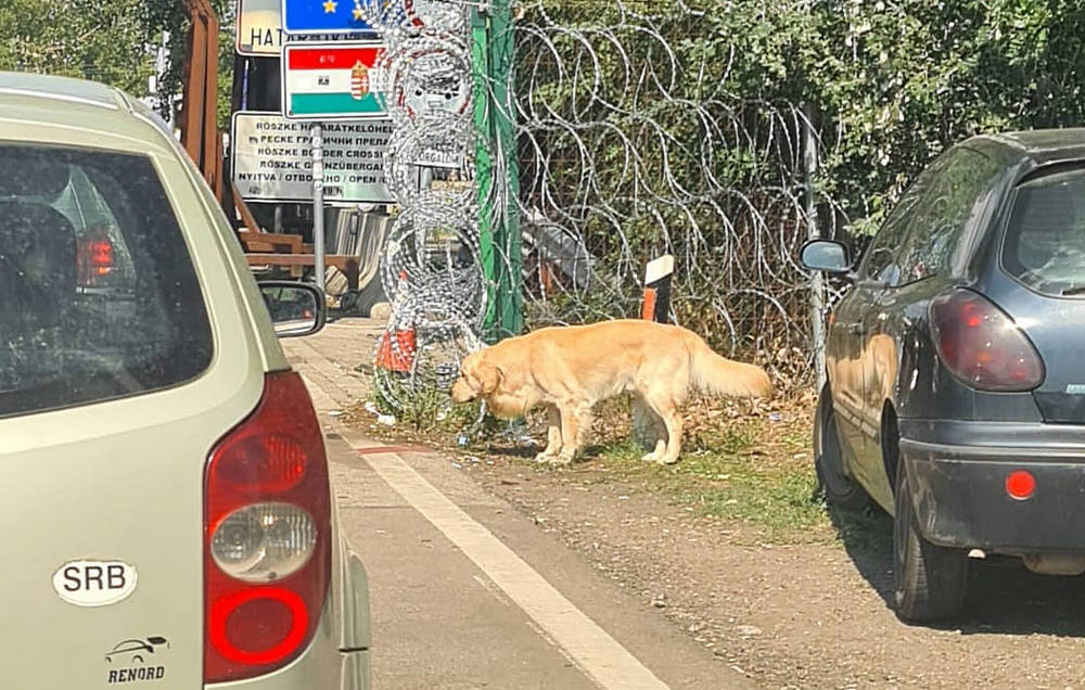 Szerbiai választási bédekker, kire szavazzon az istenadta nép? 9