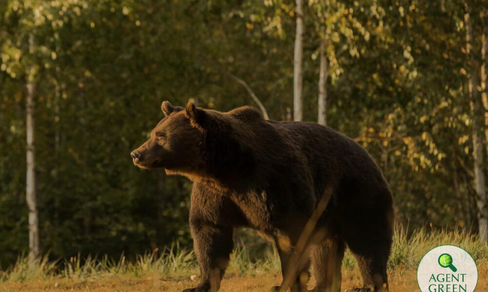 A civilek tiltakoznak az új kilövési kvóták ellen, szerintük a kihalás fenyegeti a medvéket