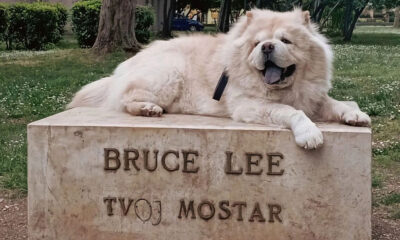 Lee helyett Lu, Bruce Lee üresen maradt talapzatán mostanság Lu kutyus szokott néha megpihenni