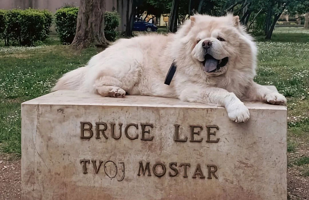 Lee helyett Lu, Bruce Lee üresen maradt talapzatán mostanság Lu kutyus szokott néha megpihenni