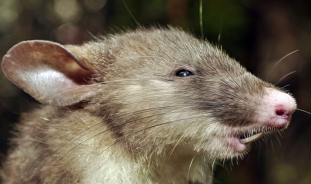 Szörnyek könyve: képes Bestiarium Hungaricum 2 A malacpatkány alaptípusa leginkább az újvidéki Cuniculusra hasonlít a kifejezetten előre álló foga és a csipkézett füle alapján