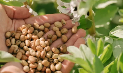 Az üzleti modell a közös termelésen alapul. A NUTRIS.farm™ biztosítja a termelési feltételeket, és az alvállalkozók termékeinek előre egyeztetett áron történő felvásárlására vonatkozó szerződést, ami biztonságot nyújt a nyereség elérésében