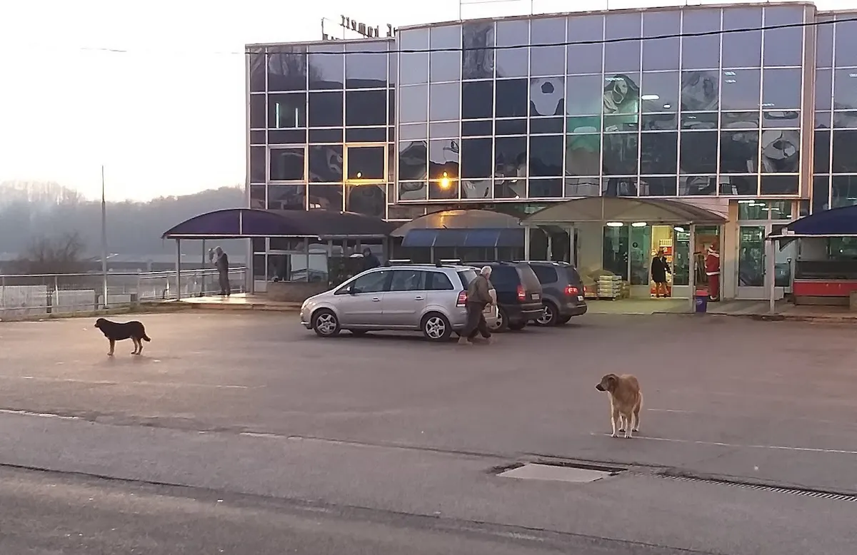 A kóbor kutyák a bevásárlóközpontok környékén is feltűnnek, Šturlić, Bosznia-Hercegovina