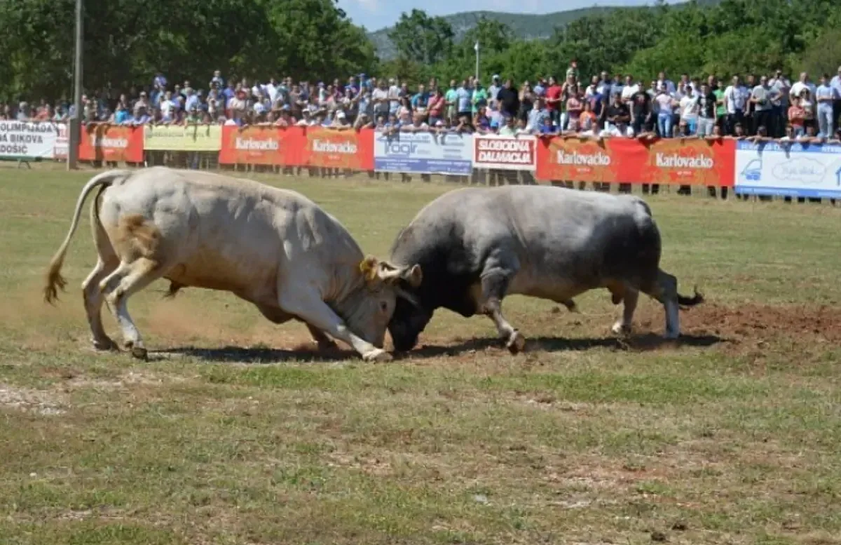 Falusi olimpia és bikaviadal a horvátországi Radosicban, ahol a Szabad Dalmácia (Slobodna Damacija)  spliti lap, és a károlyvárosi (Karlovac) sörgyár is hirdet, az utóbbit értjük 