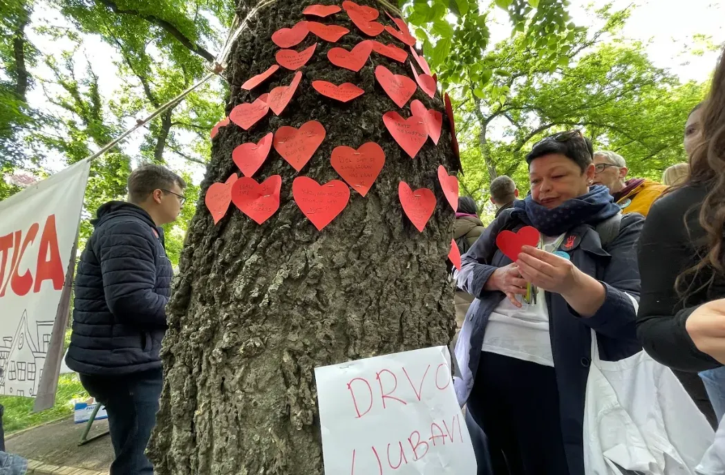 A "(diák)szerelem fája" Szabadkán