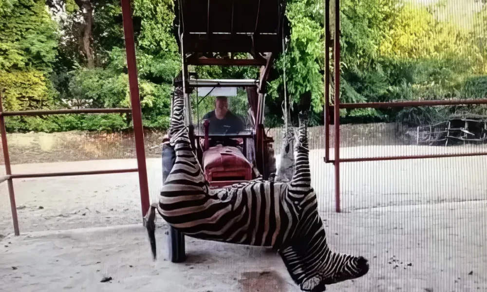 Egy zebra is elpusztult a palicsi állatkertben az utóbbi időben gyakoribbá váló elhullás során (Forras: Maglocistac)