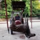 Egy zebra is elpusztult a palicsi állatkertben az utóbbi időben gyakoribbá váló elhullás során (Forras: Maglocistac)