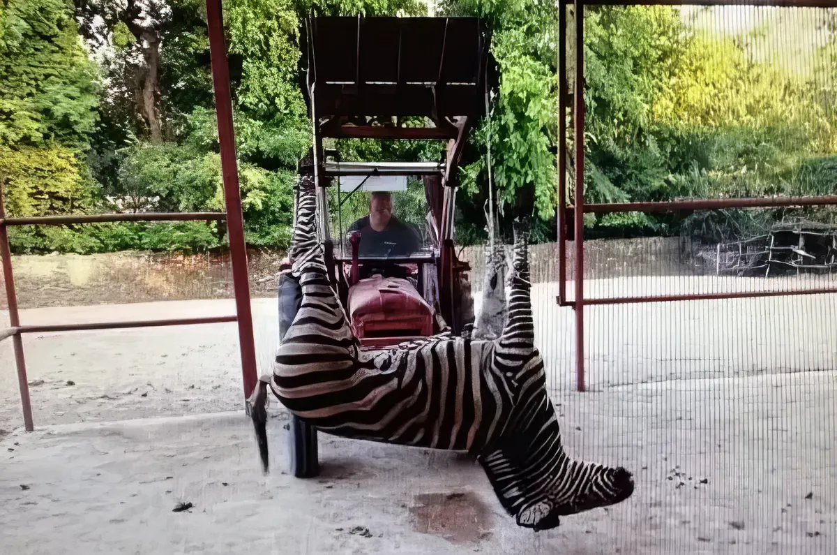 Egy zebra is elpusztult a palicsi állatkertben az utóbbi időben gyakoribbá váló elhullás során (Forras: Maglocistac)
