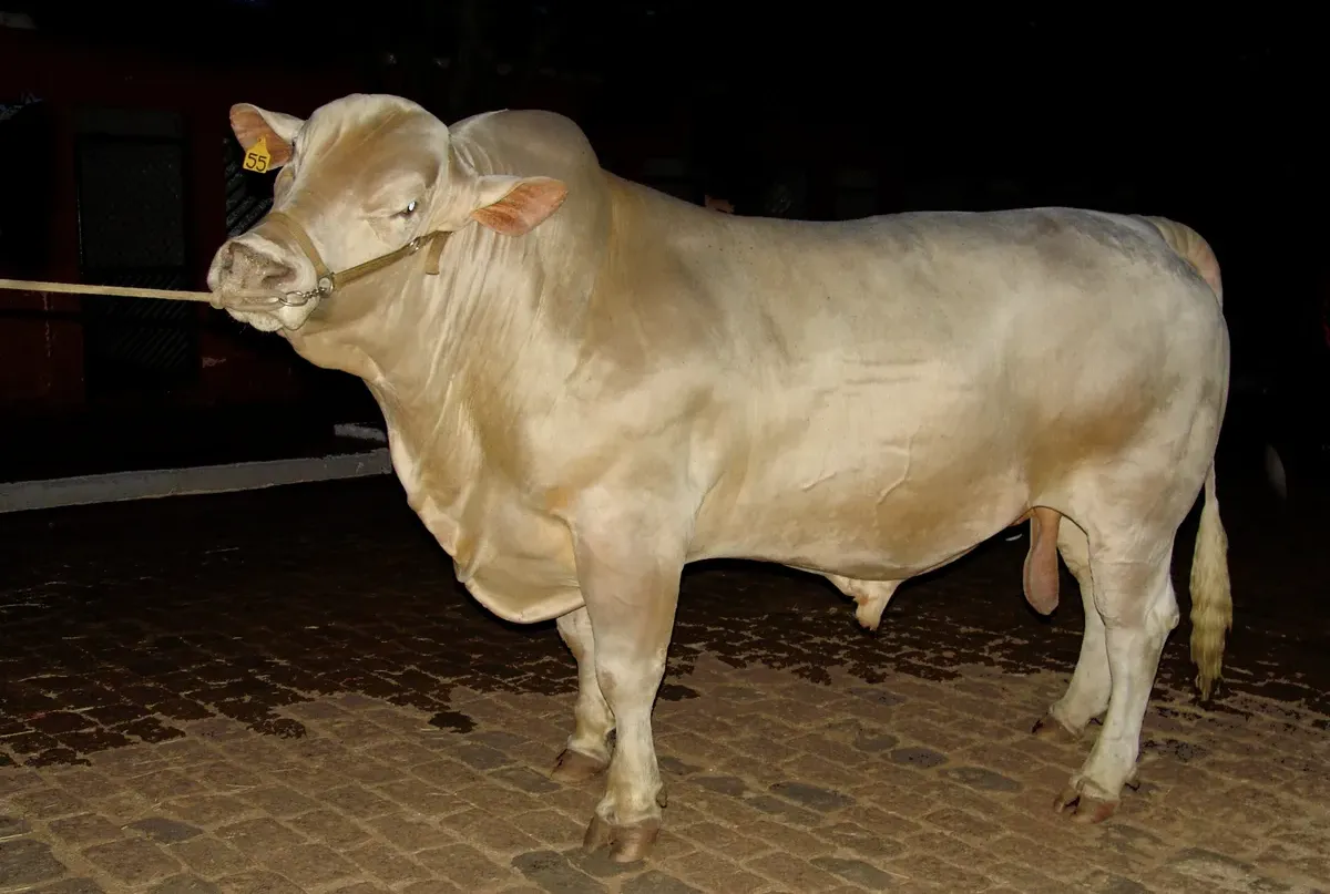 Néha jobb importálni, mint felnevelni: ez egy brazil "fejlesztésű" bika, amely a Charolais és a Zebu keresztezéséből jött létre, - gyors növekedés, jó húsminőség, ellenállóképesség és hőtűrés (Forrás: Wiki8pédia)