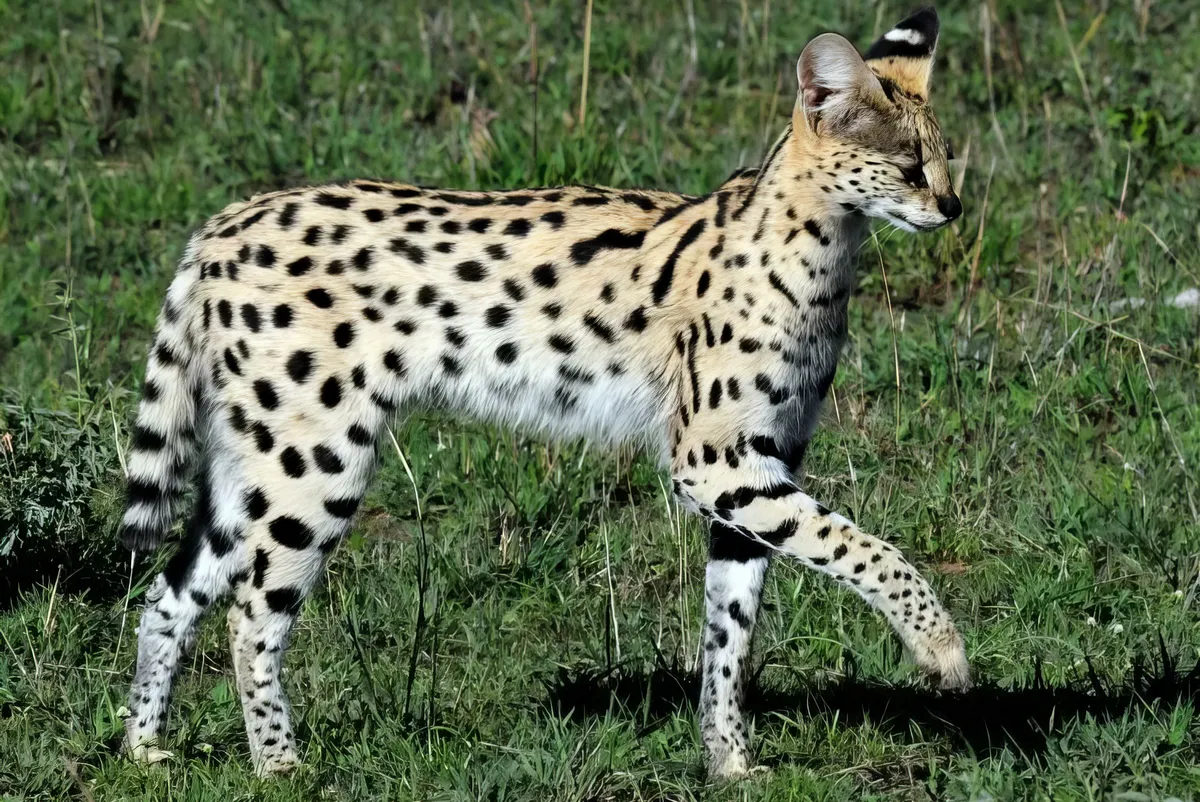 A regény eredeti címe „Il gattopardo”; általában Leopard (angolul) vagy Guepard (franciául) néven fordítják, hacsak nincs megfelelőbb kifejezés (Gatopardo, spanyolul). Az író valójában a család címerén ábrázolt szervál macskára utalt