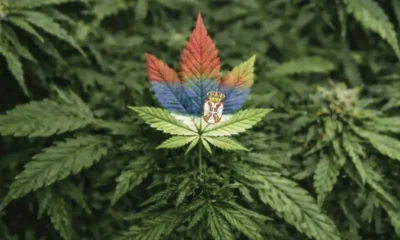 A kannabisz lassan Szerbia szimbóluma lesz, Jovanjica után ez már a második nagy "drogériás történet", nem a hagyományos értelemben