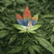 A kannabisz lassan Szerbia szimbóluma lesz, Jovanjica után ez már a második nagy "drogériás történet", nem a hagyományos értelemben
