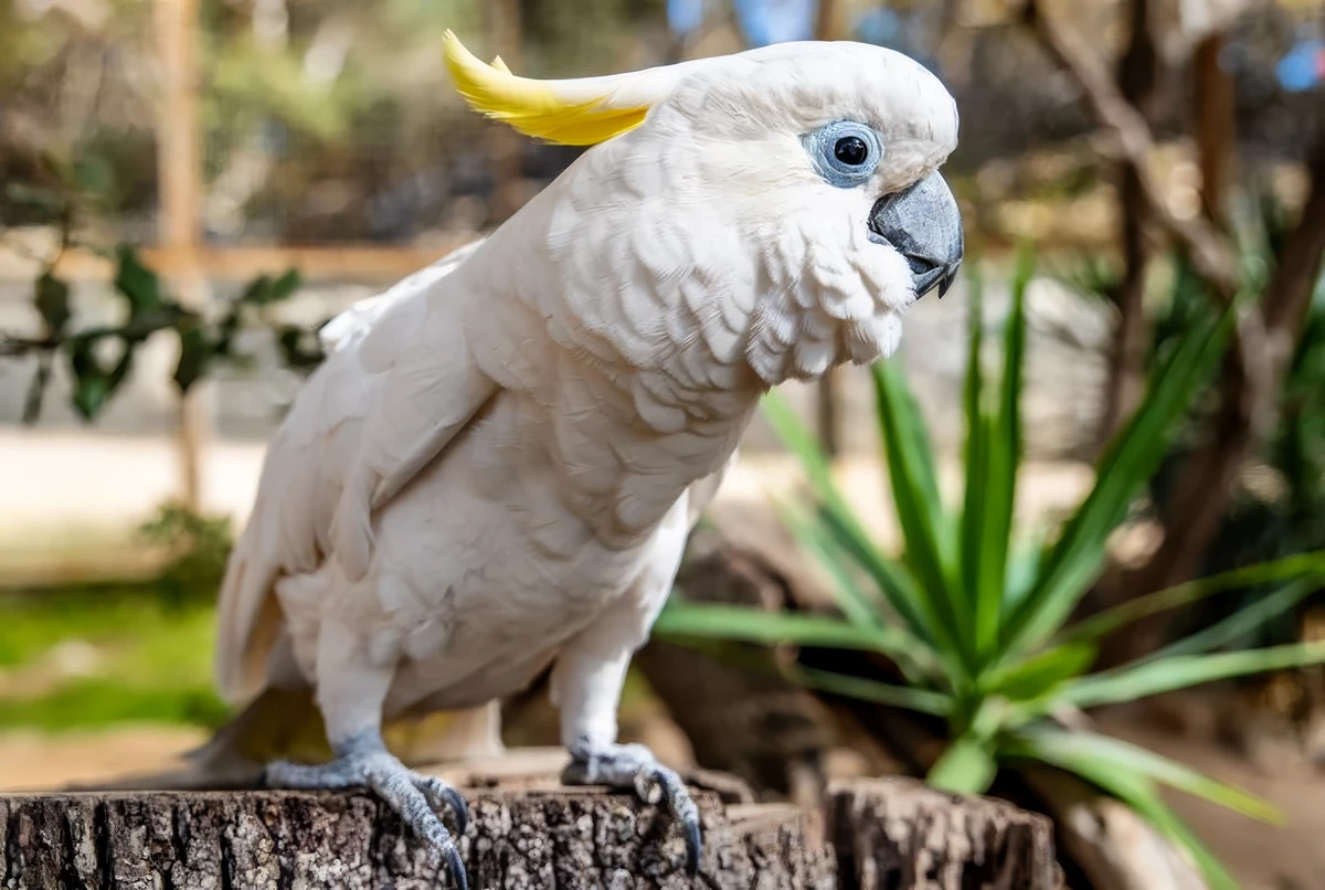Koki, a Brioni Nemzeti Park egyik nevezetessége