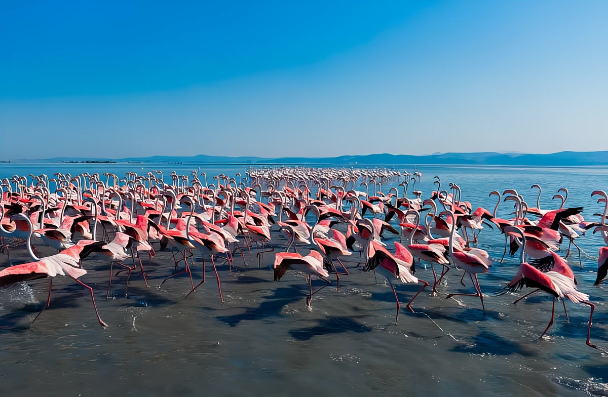 Flamingó-forradalom: a "first vej" Albániában is pofára esik? 5 Albániai flamingók, a Flamingó-forradalom névadói