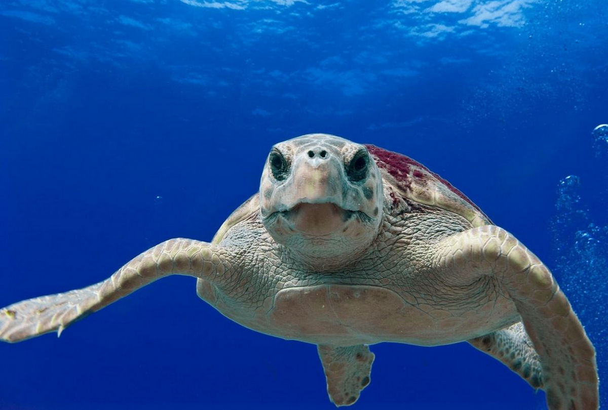 Kannibál teknős az Adrián, már öt fürdőzőt megkóstolt 2 A mediterrán nyárnak van egy sajátos bája: a turisták minden évben felfedezik, hogy a tenger tele van érdekes állatokkal, és néhányan – a kulináris kreativitás jegyében – rögtön megkérdezik, lehet‑e ezekből levest főzni